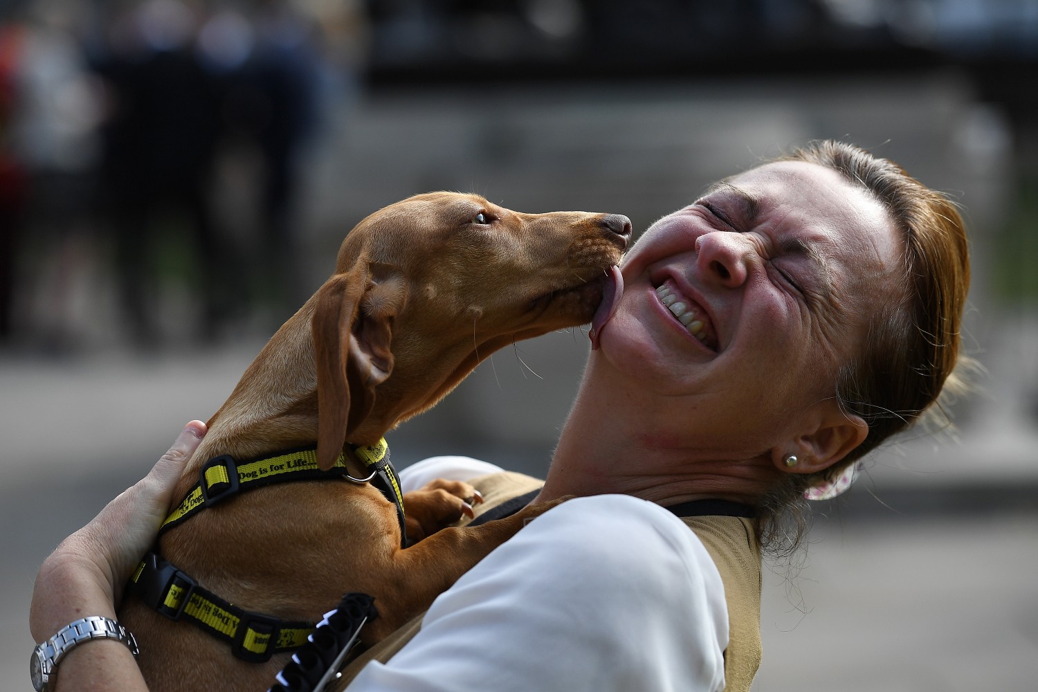 MPs Enter Their Pets Into The Westminster Dog Of the Year Competition
