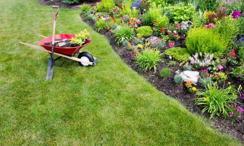 wheelbarrow in yard with flower garden
