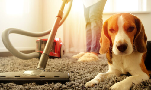stick vacuum with beagle
