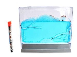 Nature Gift Clear Nutritious Ant Farm