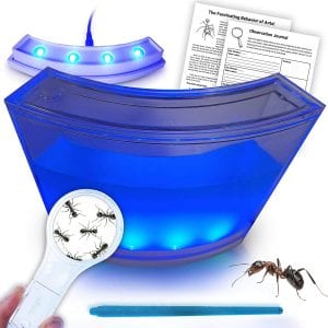 ANTARTISTS Translucent Gel Ant Farm