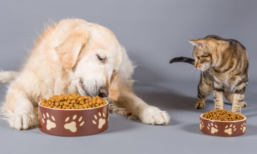Dog and cat eating dry food in bowls