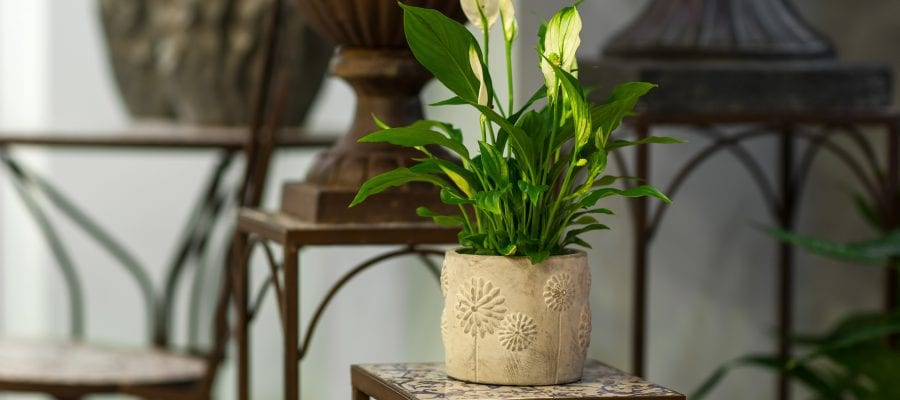 Best Bamboo Indoor Plant Stand