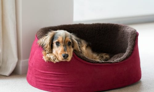 Best Pet Bed For Office