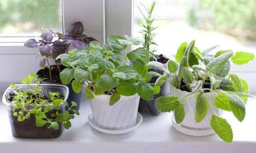 The Best Herb Garden Kit