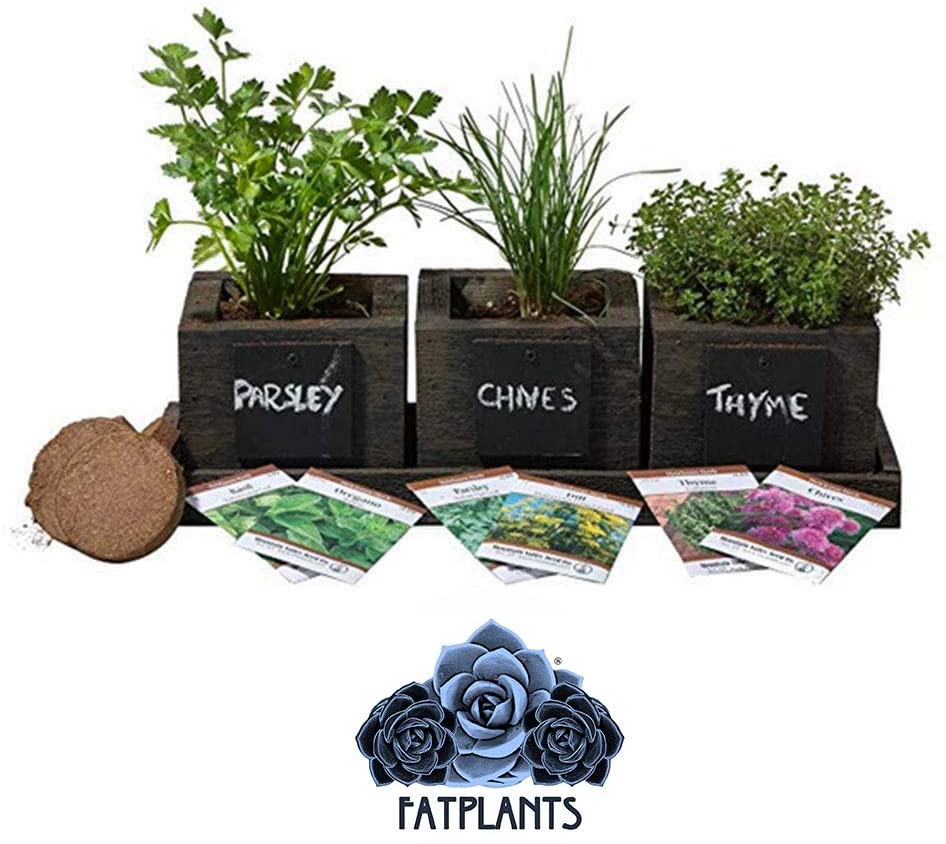 FATPLANTS Cedar Planter Indoor Herb Garden Kit