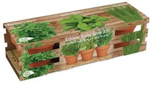 TotalGreen Holland Microgreens Trio Germination Terracotta Herb Garden Kit