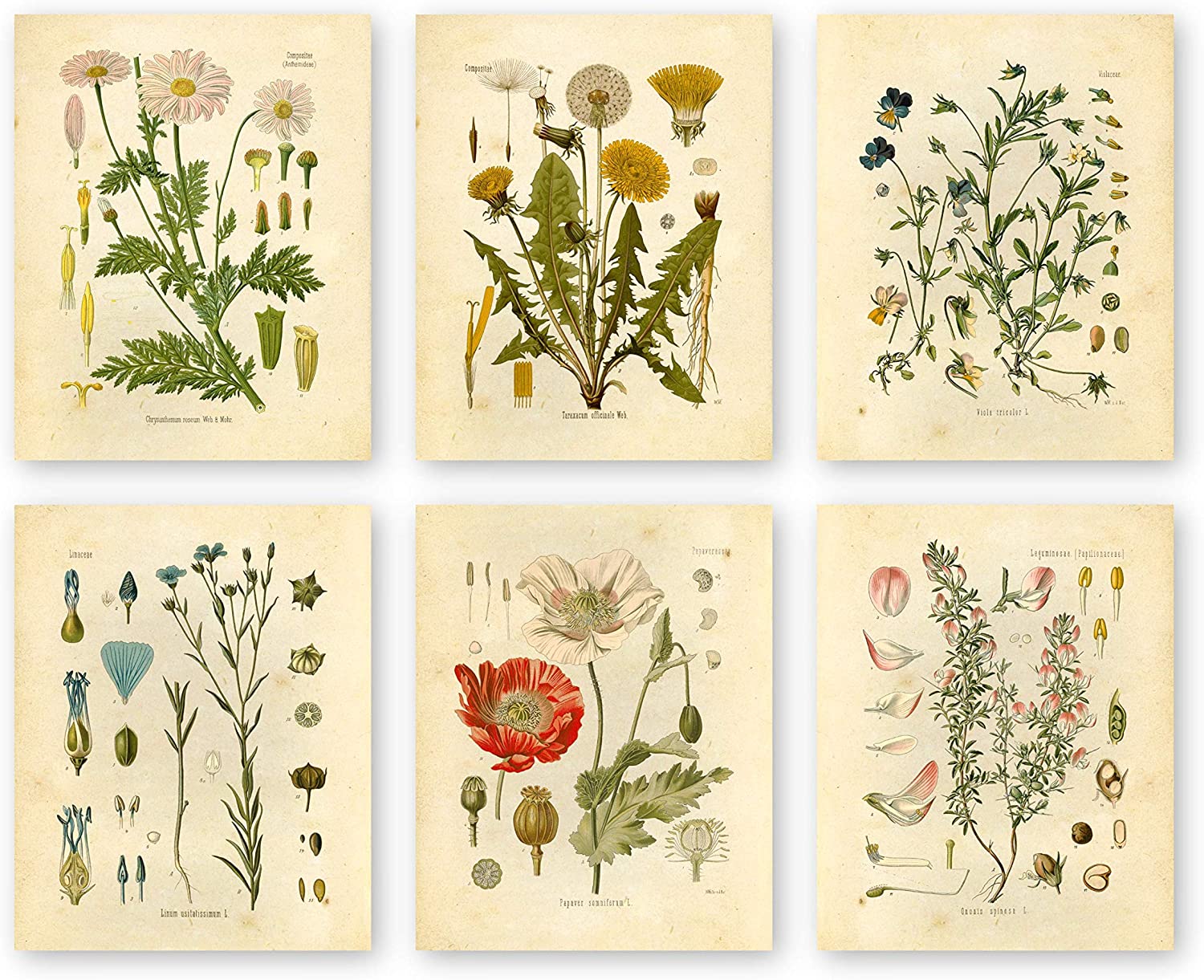 Generic Aggregate Commodities Labeled Wildflowers Wall Art, Set Of 6