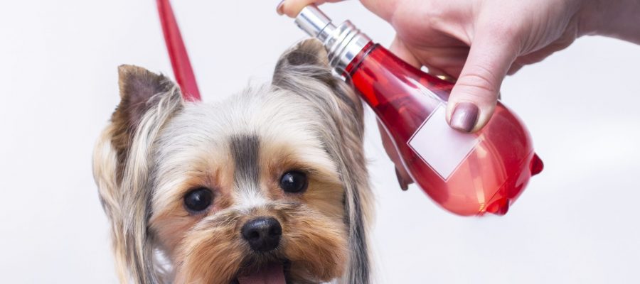 Best Dog Deodorant Spray