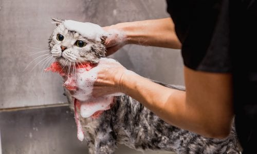Best Pet Shampoo