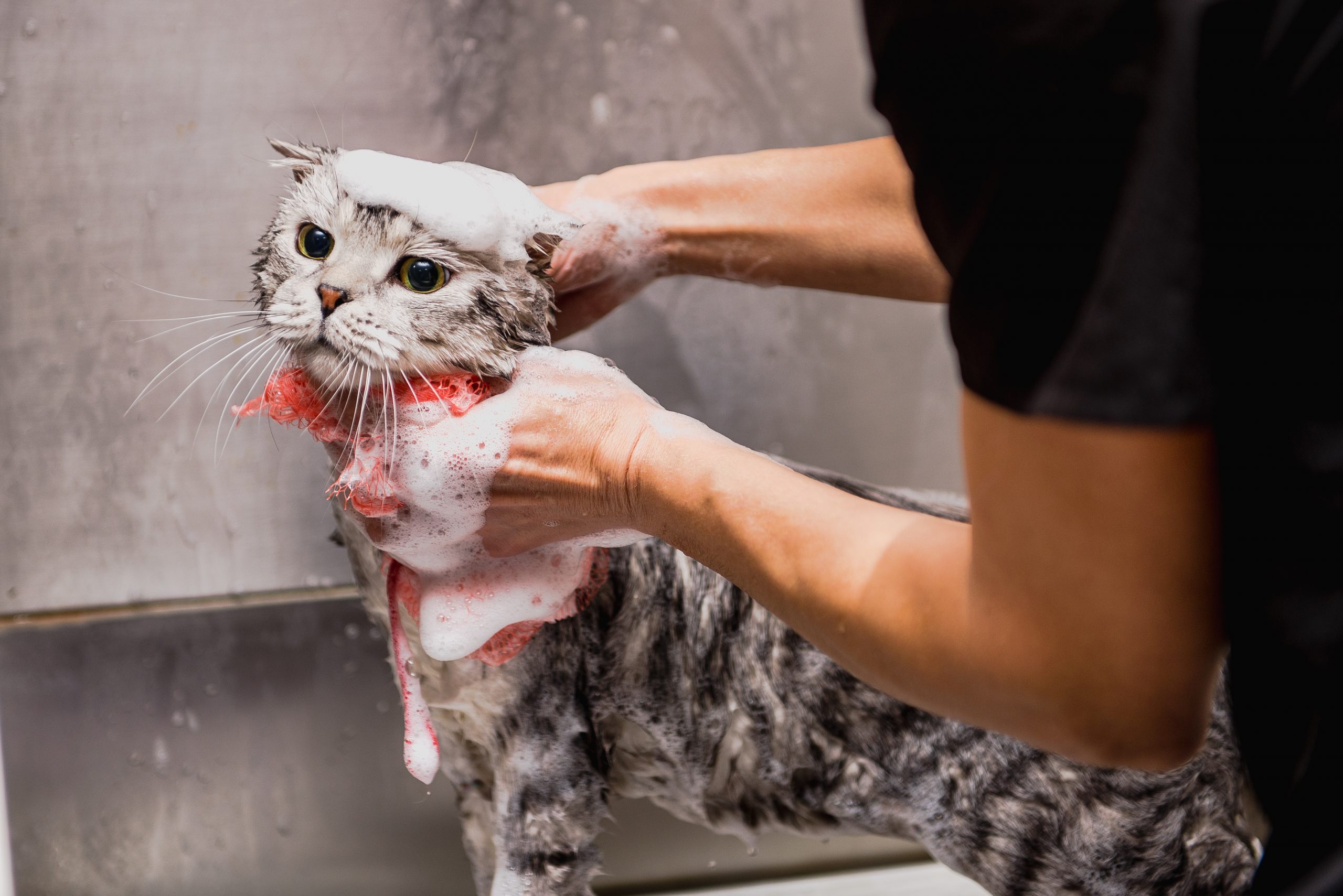 Моем кошку правильно. Кошка моется. Кот в ванной. Мытьё кошек груминг. Купание кошки.