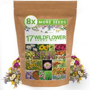 The Best Wildflower Seeds | January 2023