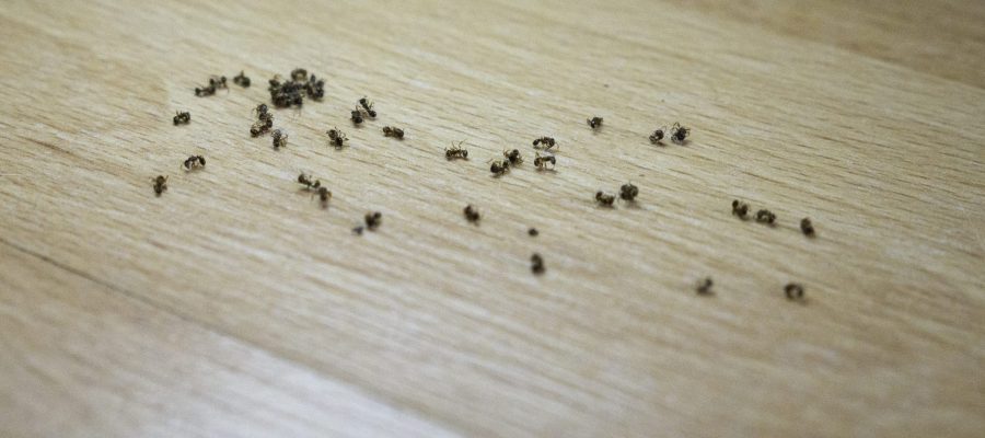 Best Indoor Ant Spray