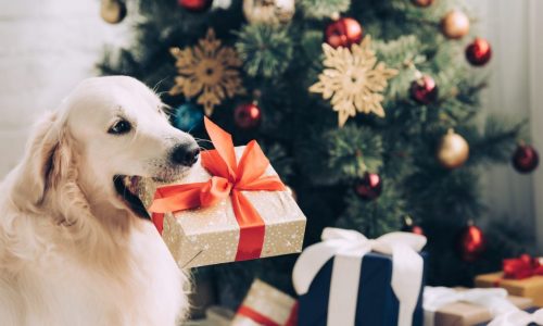 Best dog Christmas Presents