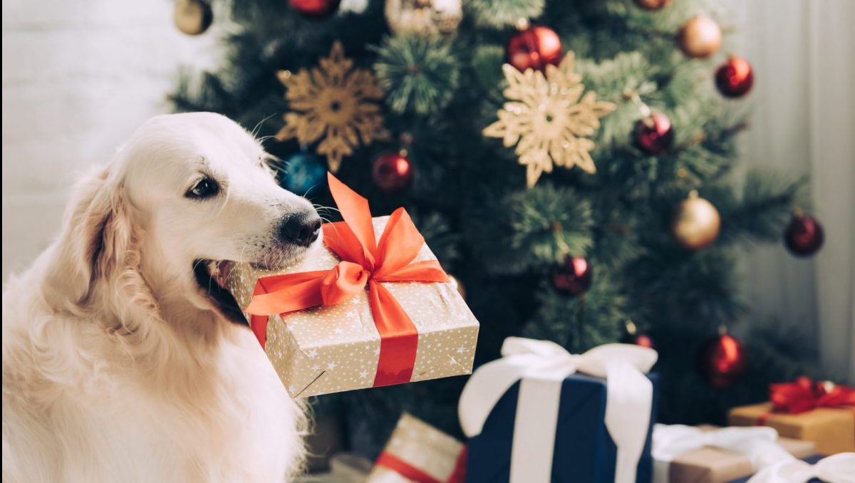 Dog holds present in mouth in front of Christmas tree
