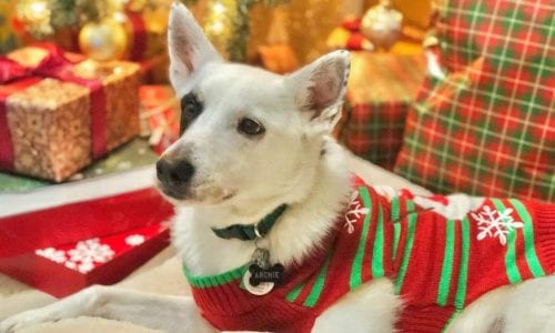 best dog christmas sweater