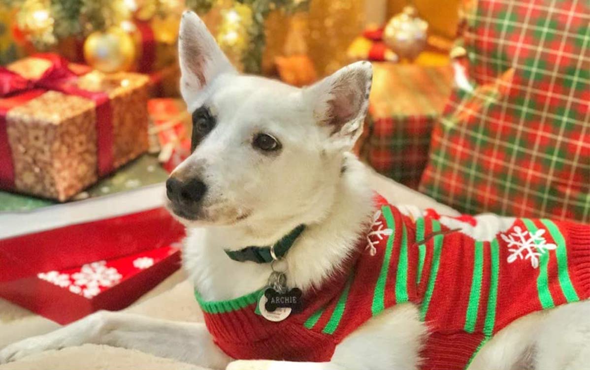 best dog christmas sweater