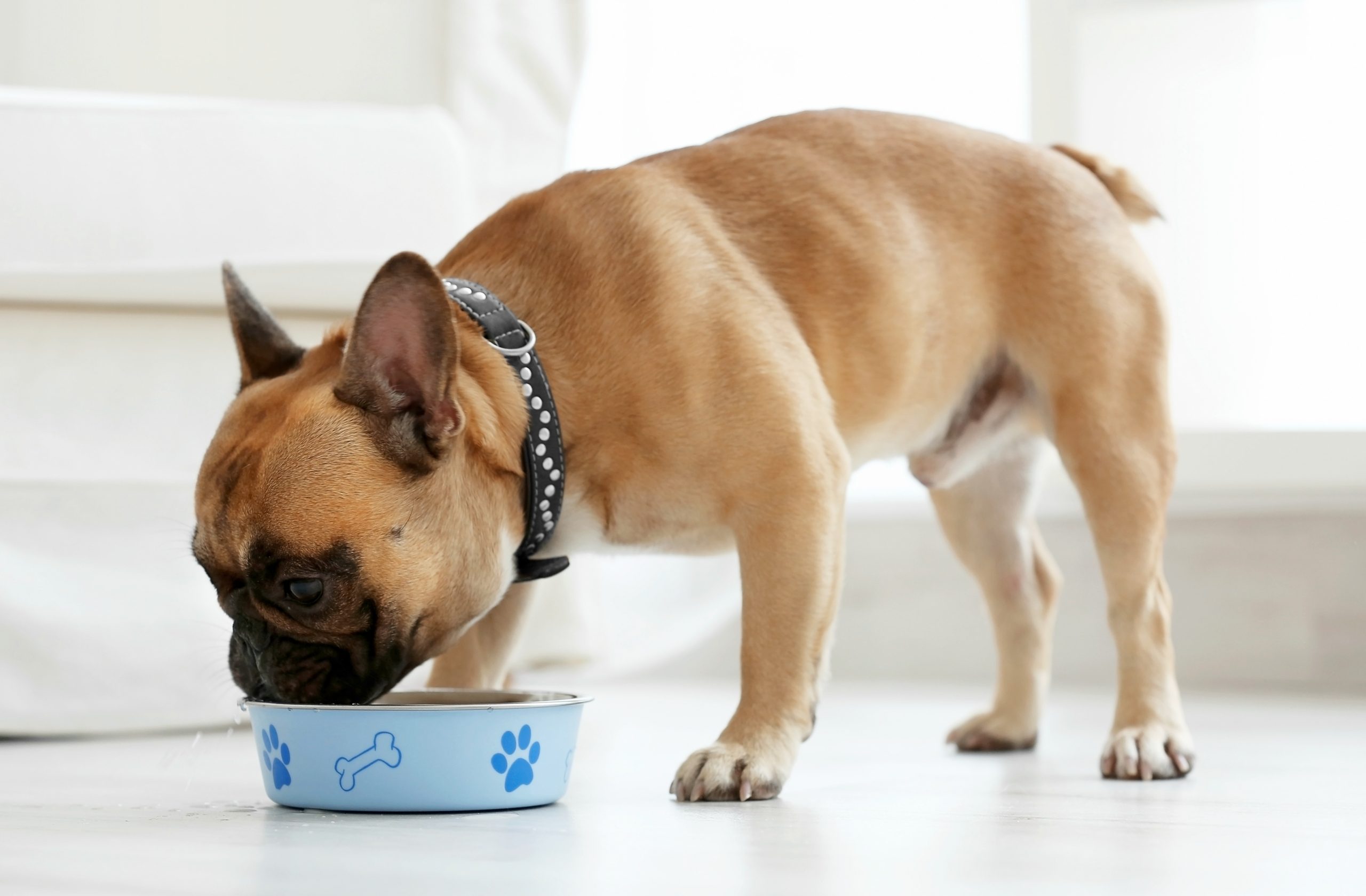 Dog eating food from a bowl