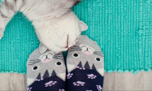 Best Cat Socks