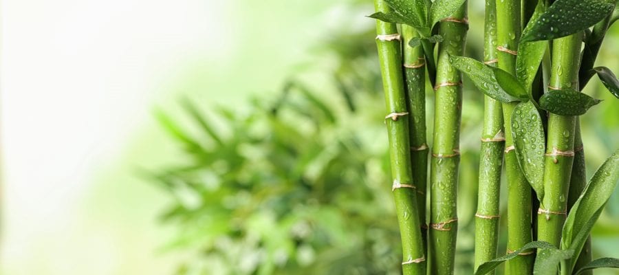 Best Bamboo Seeds
