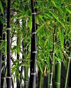 CZ Grain Black Bamboo Seeds, 50-Count