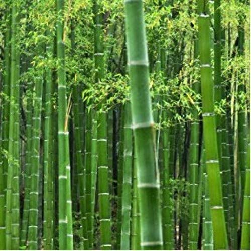 Red Supply Exotic Moso Bamboo Seeds, 50-Count