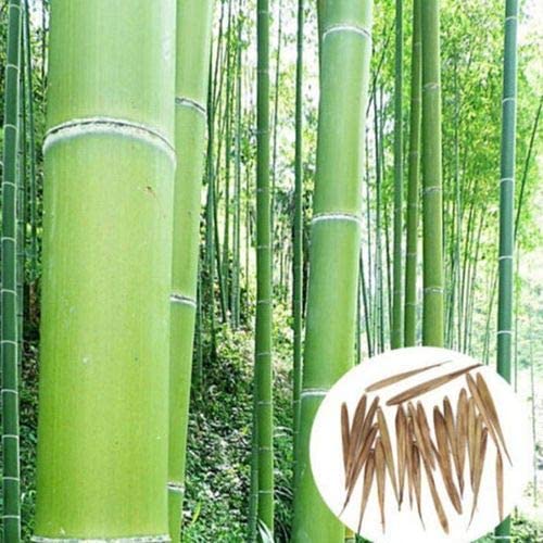 Red Supply Giant Bamboo Seeds, 50-Count