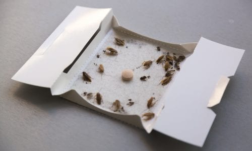 Best Glue Trap For Cockroach