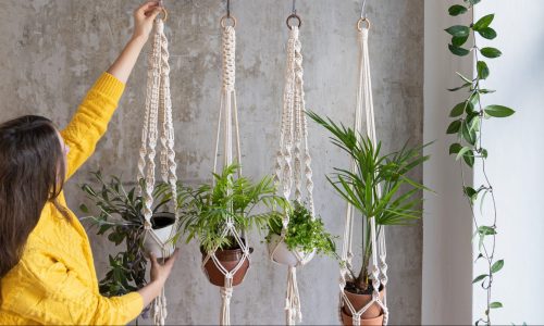 Best Plant Hangers