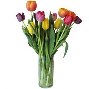 Stargazer Barn Glass Vase & Sustainably Grown Tulips Fresh Cut Flowers, 15-Count
