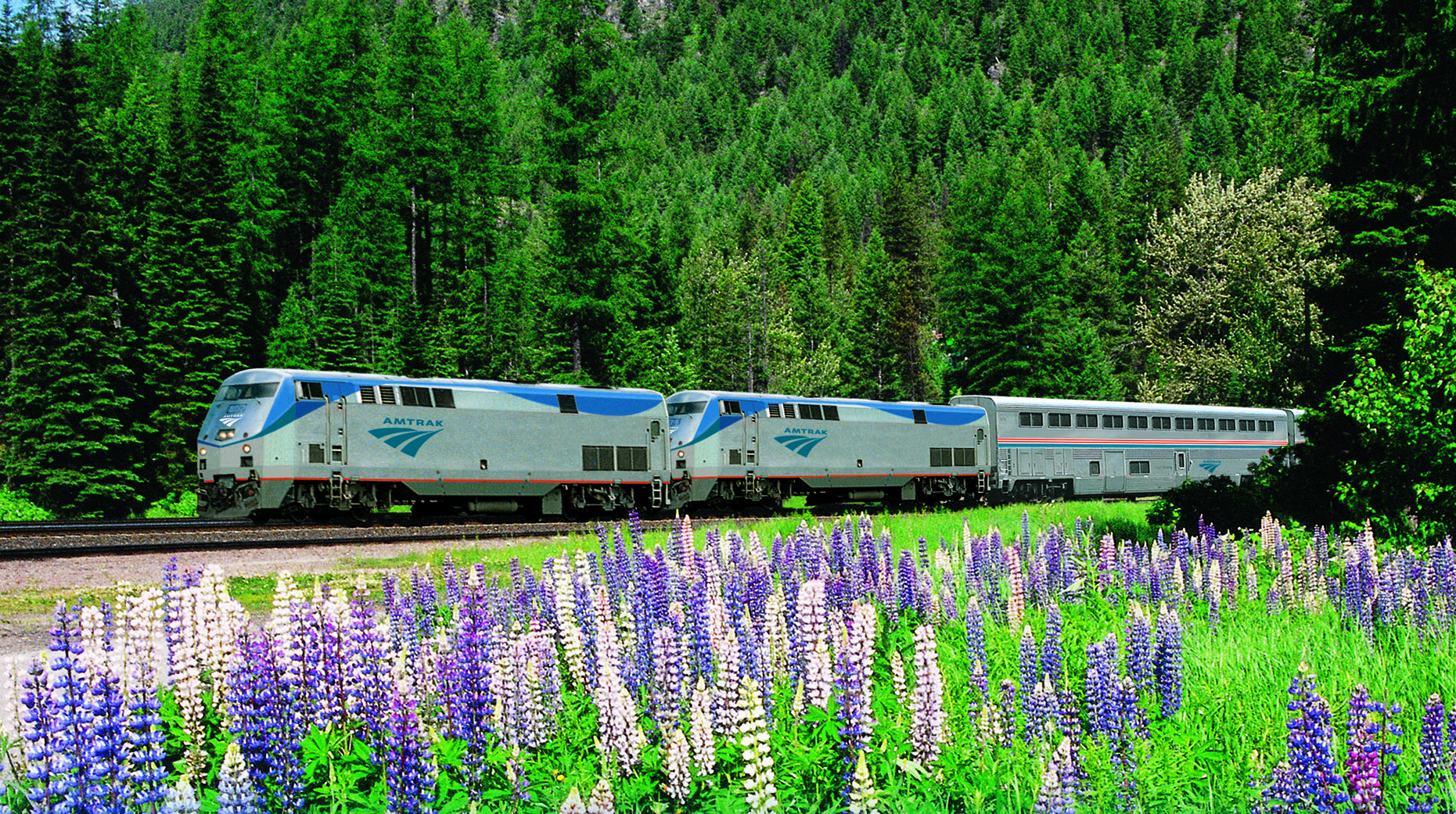 Amtrak train goes by field of flowers