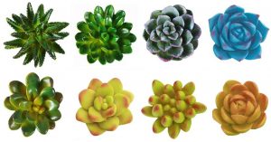 CoCoMe 3D Resin Succulent Plants Refrigerator Magnets, 8-Count