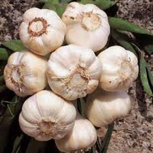 Country Creek Acres California Softneck Garlic Bulbs For Planting, 7-Piece