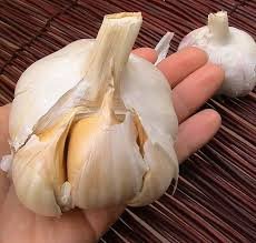 Daylily Nursery Non-GMO Elephant Garlic Bulbs For Planting, 2-Piece