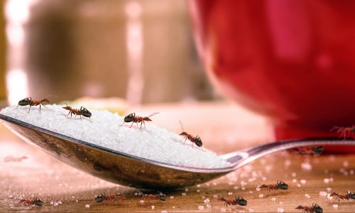 Ants on sugar in spoon in home