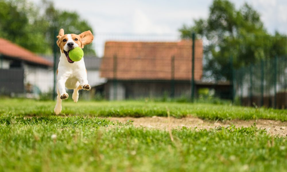 Dog enjoys running in backyard