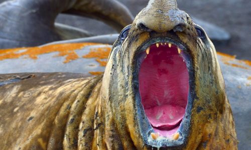 A molting Southern Elephant Seal opens its mouth.