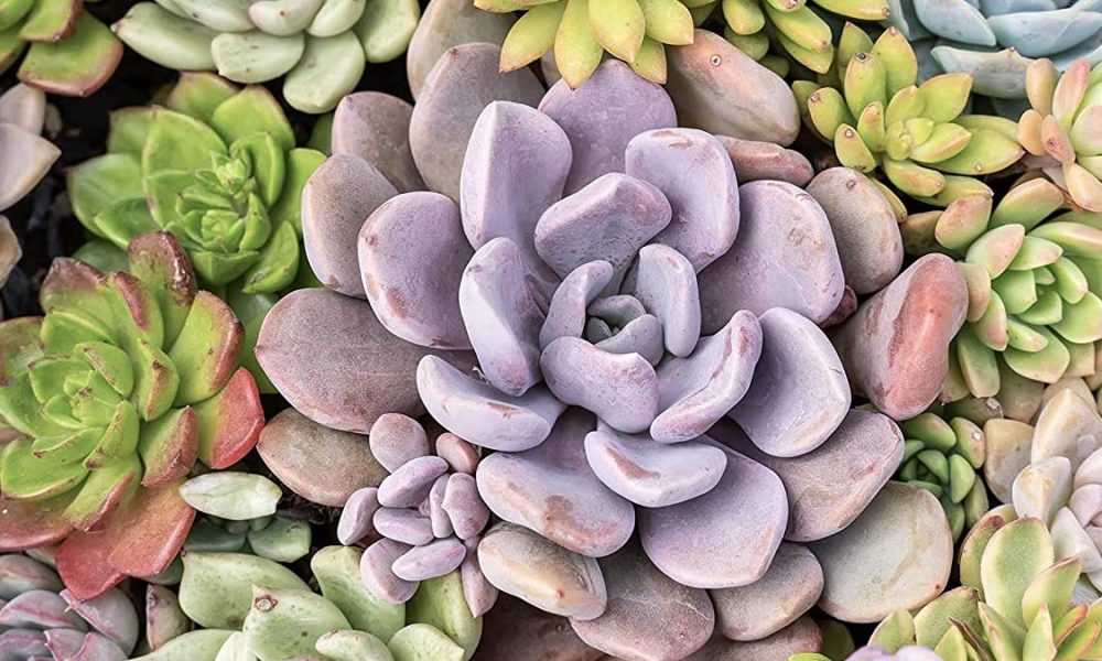 Amazon is selling live succulents for about $1 each