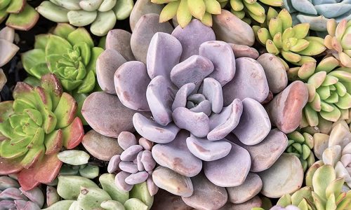 Assorted colorful potted succulents