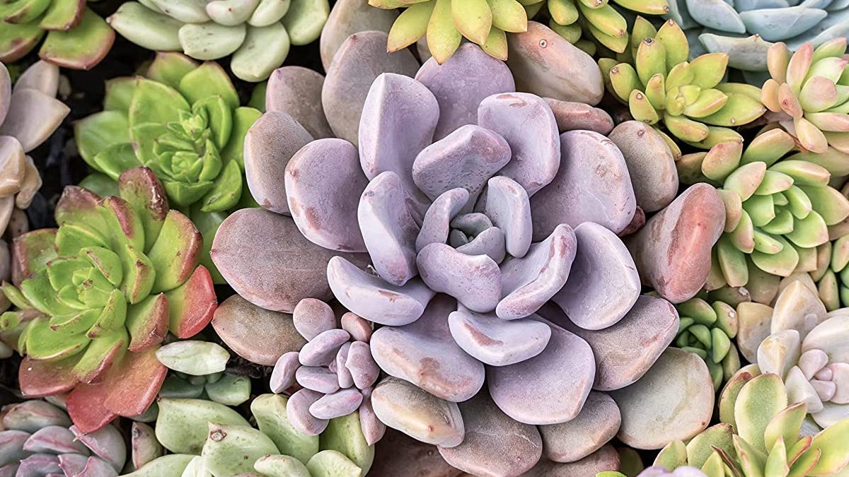 Assorted colorful potted succulents