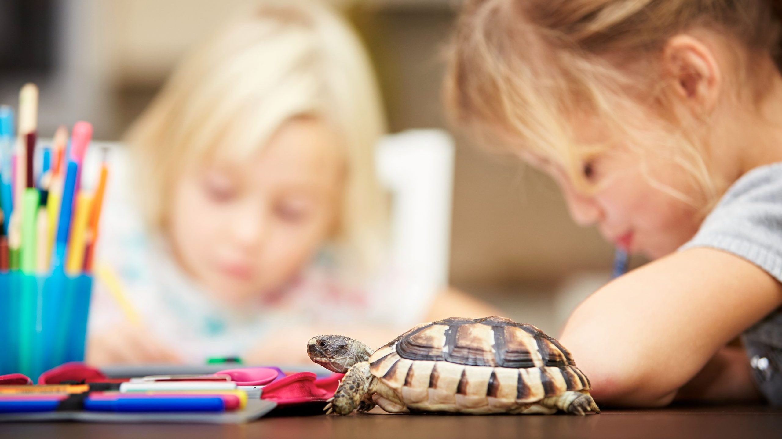 Classroom pet turtle near kids studying