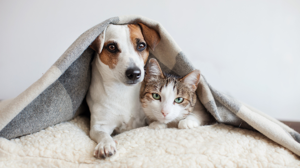 Dog and cat under blanket