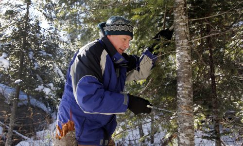 Man cuts Christmas tree in White Mountain National Forest