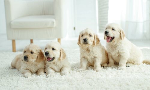 Puppies at home on the carpet