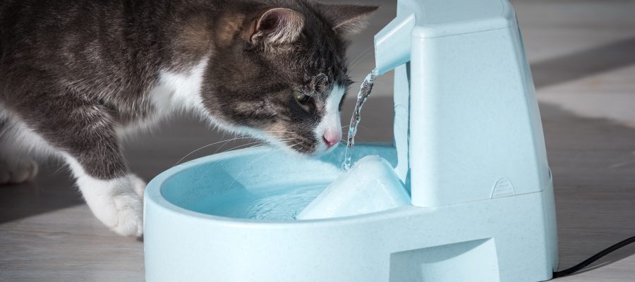 https://www.dontwasteyourmoney.com/wp-content/uploads/2022/12/best-cat-water-fountain-900x400.jpeg