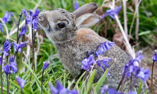 A wild rabbit eats flowers in a garden.