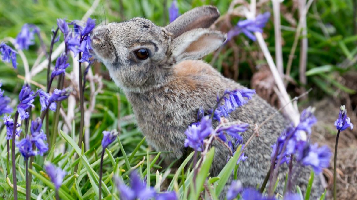 A wild rabbit eats flowers in a garden.