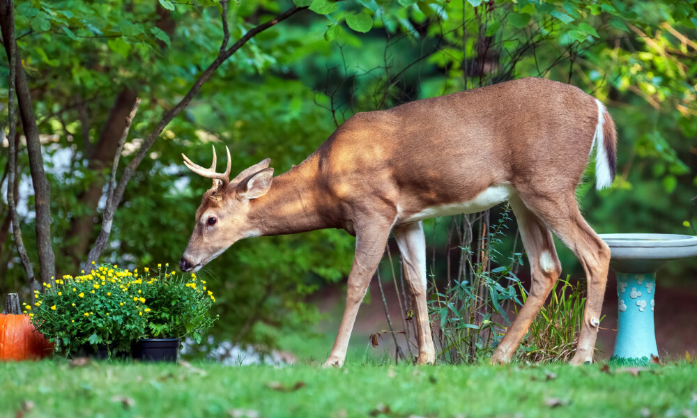 White-tailed deer investigating flowers in backyard