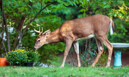 White-tailed deer investigating flowers in backyard