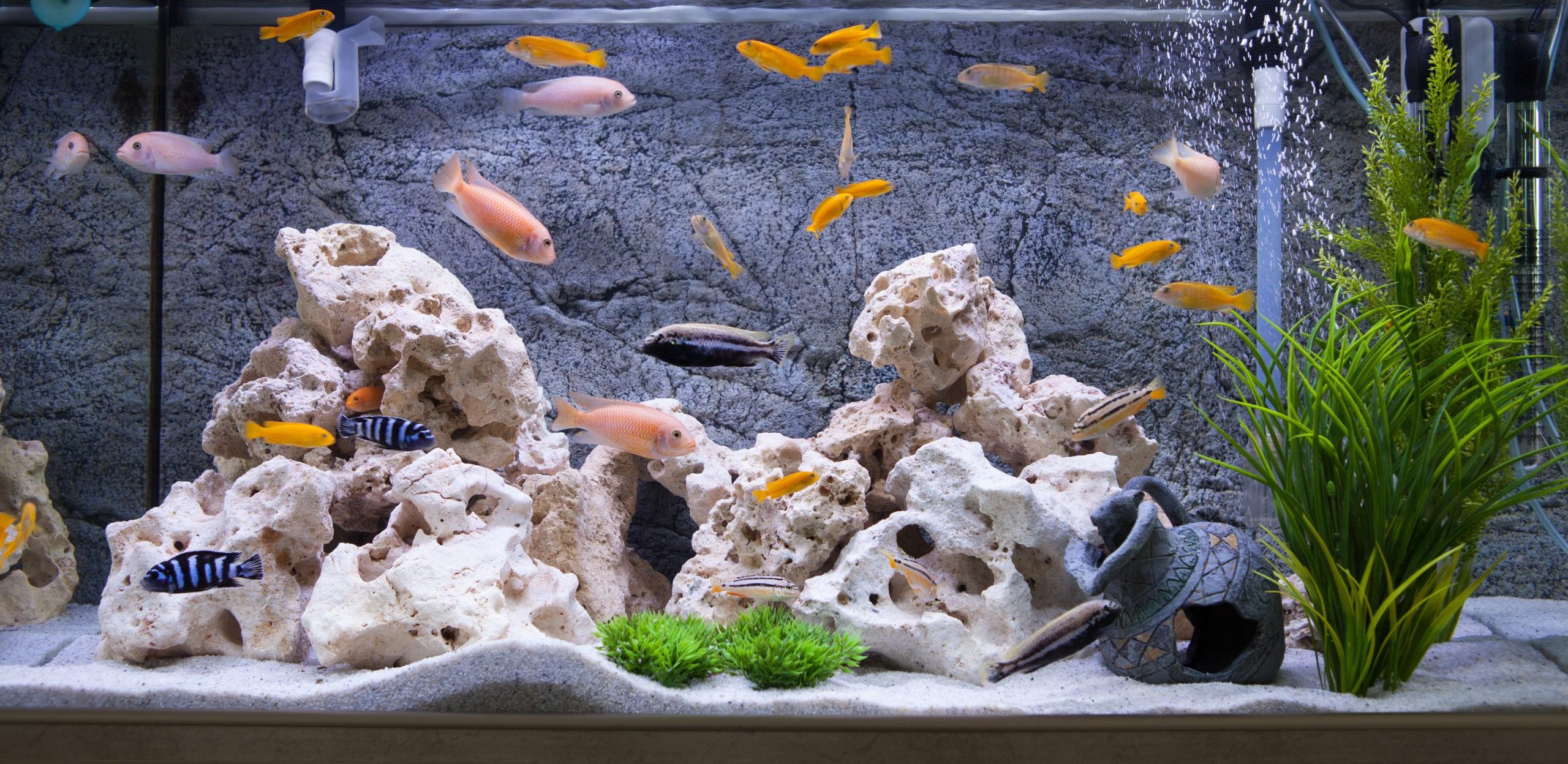 The Best Fish Tank Decorations